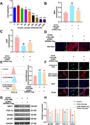 ADRB2 serves as a novel biomarker and attenuates alcoholic hepatitis via the SIRT1/PGC-1α/PPARα pathway: integration of WGCNA, machine learning and experimental validation